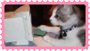 Kitten on a computer stamp